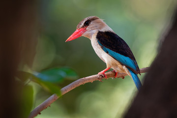 Brown-hooded Kingfisher - Halcyon albiventris red billed bird with brown and blue wings from Sub-Saharan Africa, living in woodland, scrubland, forest edges