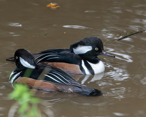 Pair of Male Adult Hooded merganser in a Pond