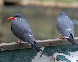 Pair of Inca Tern's Resting on an Old Rowing Boat