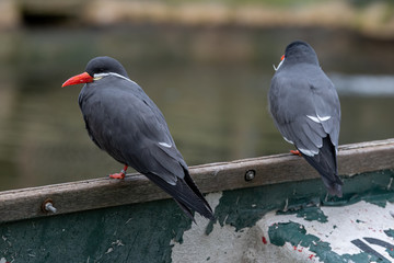 Pair of Inca Tern's Resting on an Old Rowing Boat