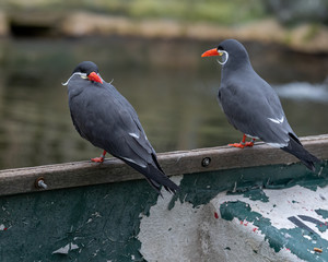 Pair of Inca Tern's Resting on an Old Rowing Boat