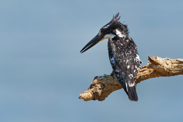 Pied Kingfisher - Ceryle rudis species of water black and white kingfisher widely distributed across Africa and Asia. Hunting fish