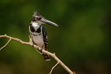 Pied Kingfisher - Ceryle rudis species of water black and white kingfisher widely distributed across Africa and Asia. Hunting fish