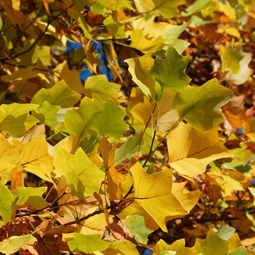 Liriodendron tulipifera | Bl&auml;tter des Tulpenbaum mit viereckig und vier ungleiche Lappen, unbehaart und goldgelb in Herbst