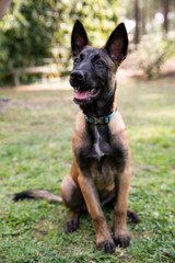 baby Shepherd