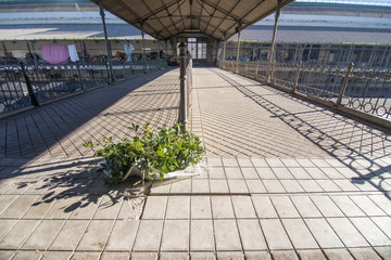 Mercado do Bolhão (Bolhão market before the reconstruction - Porto, Portugal. 