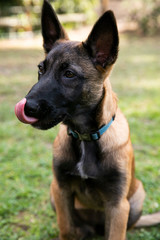 baby Shepherd