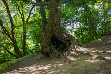 Photography of an old magical viking tree in the forest