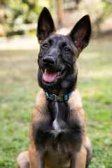 baby Shepherd