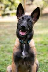 baby Shepherd
