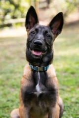 baby Shepherd