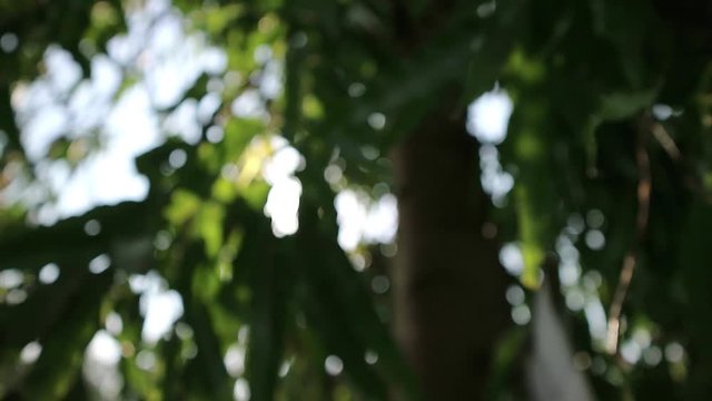 Green bokeh background with sunflares