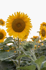 sun flowers