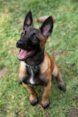 baby Shepherd