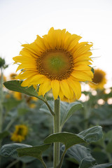 sun flowers