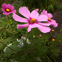 Cosmos flowers