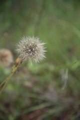 macro flowers end annimals