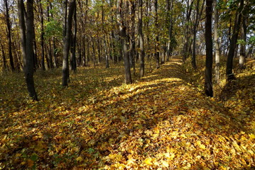 Obraz premium autumn in the park