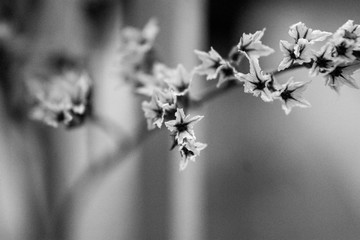 Up close halloween decoration flowers