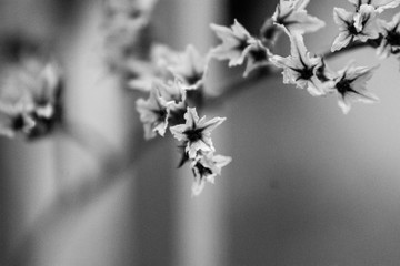 Up close halloween decoration flowers