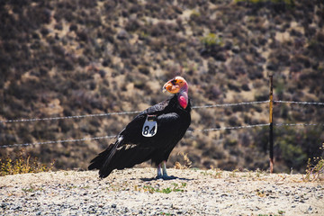 Condor