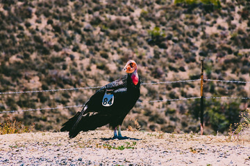 Condor