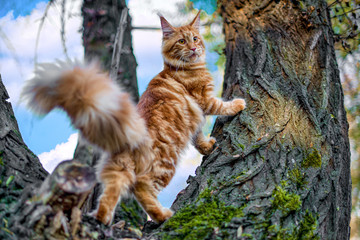 Maine coon kitten sitting on a tree in forest, park on summer sunny day.