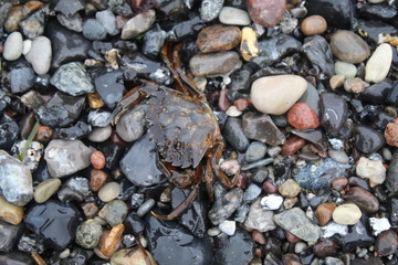 Krabbe im Kies