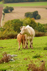 Animal ferme vache 353