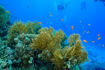 Naklejka na ściany i meble coral reef at the Red Sea, Egypt