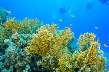 coral reef at the Red Sea, Egypt