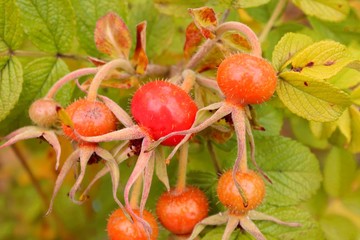 Ripe rose hips on branches with colorful leaves in late autumn.