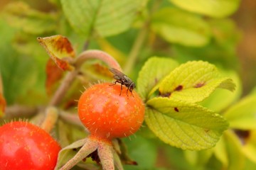 Obraz premium Ripe rose hips on branches with colorful leaves in late autumn.
