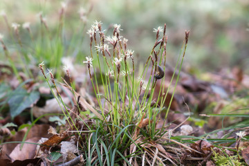 Limace sur des fleurs en sous bois