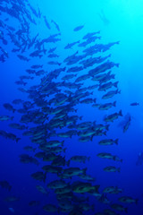 School of Fish, Red Sea, Egypt