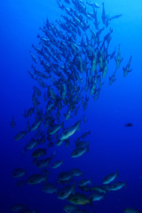 Fototapeta na wymiar School of Fish, Red Sea, Egypt