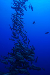 School of Fish, Red Sea, Egypt