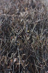 Tree without leaves in the Park close up