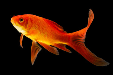  Goldfish isolated black background