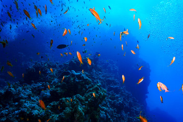 Plakat coral reef at the Red Sea, Egypt