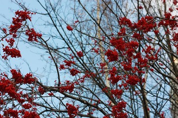 Beautiful Rowan tree in the Park view