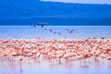 Obrazy na Szkle  Różowe flamingi. Stado flamingów przy wodopoju. Krajobrazy ze zwierzętami w Kenii. Afrykańskie flamingi stoją w jeziorze Nakuru. Safari ze zwierzętami. Turystyka przyrodnicza w Afryce. Świat zwierząt