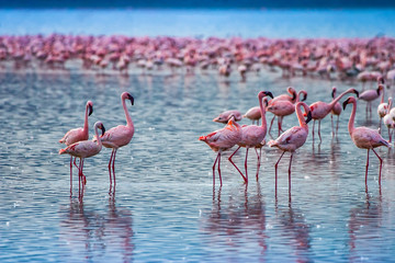 Flamingo. African flamingos stand in blue water. Landscapes of Lake Naykuru. A flock of pink flamingos in a pond. Guided tours of Kenya. Kenya nature reserves. Safari tour to Africa. Exotic tours.