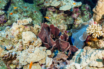 coral reef at the Red Sea, Egypt
