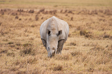 Rhino in Africa. Rhino on a background of dry grass. The wildlife of Kenya. Animal safari in Kenya. Traveling through the national parks of Africa. African savannah. Rhino front view
