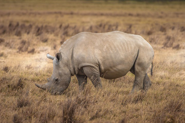 Fototapeta premium Rhinoceros. Rhinoceros in Kenya National Park. Africa. Kenya animals. The animal world of Africa. Rhino in the African savannah. Safari with animals. Rhino is eating grass. Fauna.