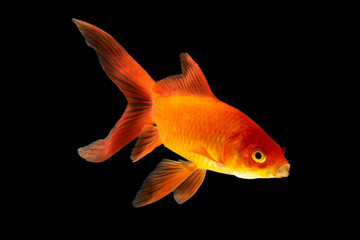  Goldfish isolated black background