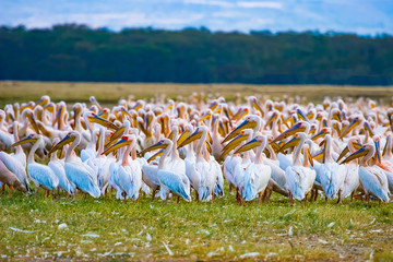 Pelicans. Flock of pelicans stands on the ground. Flock of birds is preparing for migration. Kenya. African pelicans while resting..Vacations in the national parks of Kenya. Birds of Africa.