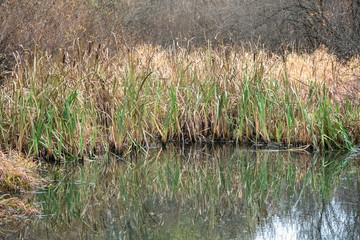 Swamp shore in the autumn forest.