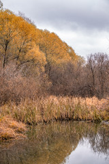 Swamp shore in the autumn forest.